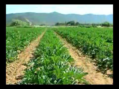 Programma di Sviluppo Rurale 2007-2013 - La provincia di Latina