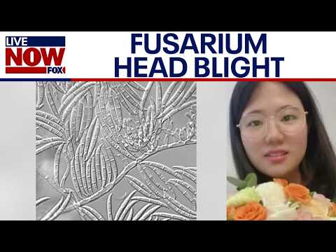 Video | Agroterrorism: Chinese nationals charged after smuggling 'dangerous pathogen' into US