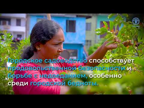 Building better lives and livelihoods in Asia-Pacific through sustainable urban food systems (RU)