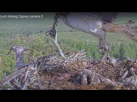 Bye bye little bob: Dorcha removes the remains of the dead Loch Arkaig Osprey 3rd chick 18 Jun 2022