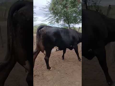 NOVILHA PARIDA A VENDA 87981470453 MEIDA 25A30  NO DIA ITAIBA PE