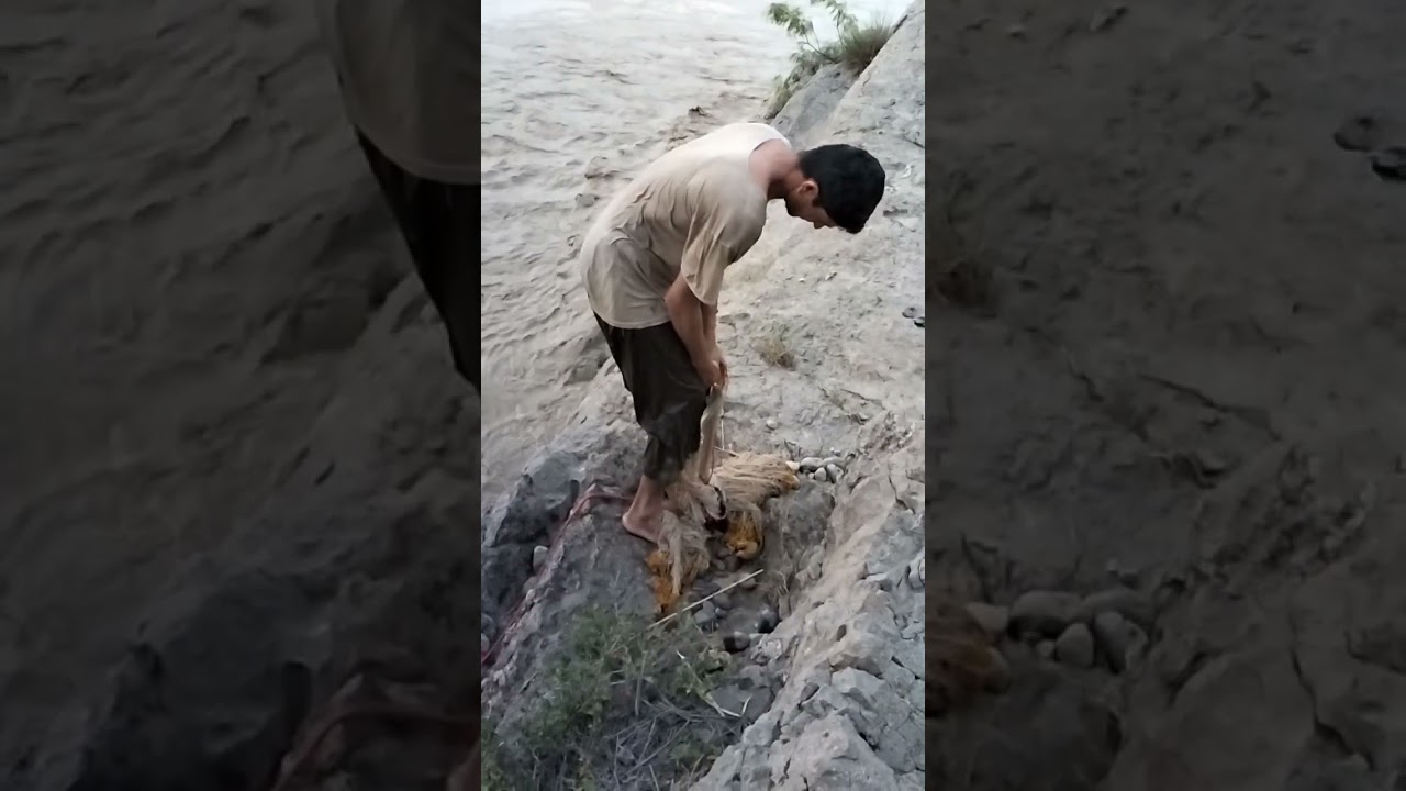 catching fish with net #fishing  #huntingshorts  #mahseerfish