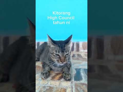 PROJECT HIGH COUNCIL Retold By My Cats 🐱🐱🐱🐱 #fypppp# #projekhighcouncil# #viral# #cat#