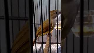 Download lagu CUCAK JENGGOT SHELLA SABET JUARA 1 DI RACUN CUP 1 CIPERNA CIREBON. mp3