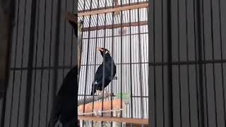 Download lagu burung beo suara unik#shorts mp3