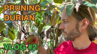 Vlog #2 PRUNING DURIAN, Fiji Longan, Safou  - Syntropic Tropical Food Forest
