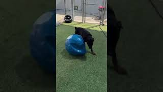 Video preview image #1 Rottweiler Puppy For Sale in Hillsboro, NH, USA
