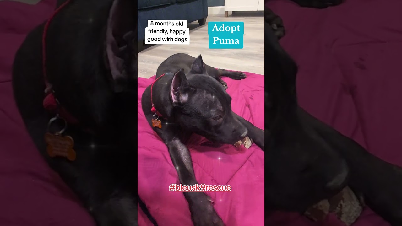 Enlarge Puma, a ADOPTABLE mixed breed in Maybrook, NY video 6/6