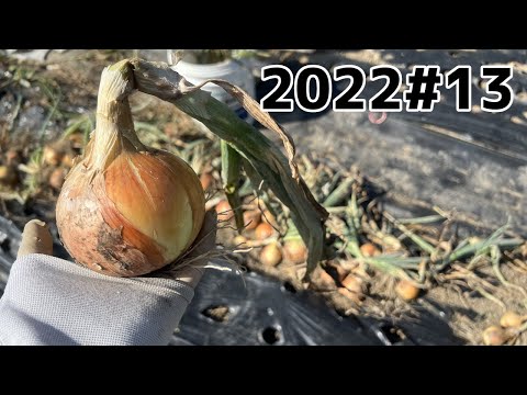 , title : '【家庭菜園】玉ねぎとニンニクの収穫と小梅ジュース【2022#13】'