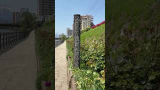 岩手山/北上川/開運橋