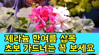 제라늄 초보자, 여름 제라늄 삽목 해야할까요?