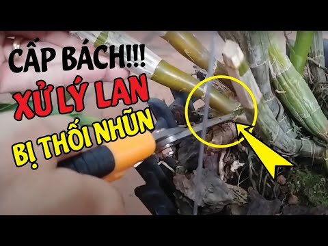 , title : 'Lan Bị THỐI NHŨN Cách Ly Trị Ngay Còn Kịp!!! | #MêLanTV'