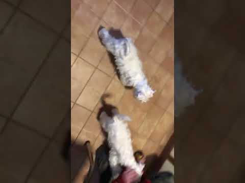Miniature Schnauzer puppy for sale