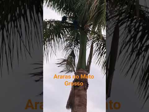 Araras no Alto Taquari/MT