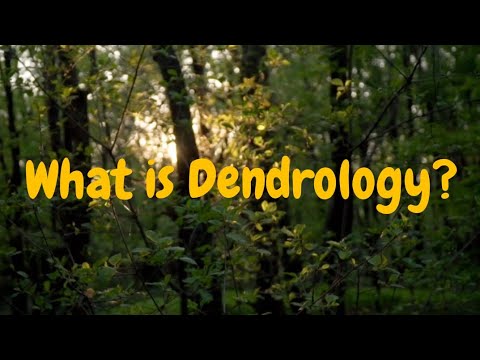 What is Dendrology? 🤔🌳🌿