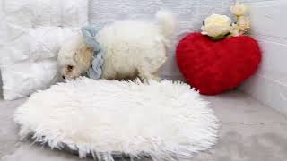 トイプードルの動画01