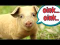 Pig Sounds Facts For Kids