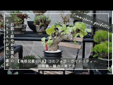 近極圏エコゾーン: 学名別の種子植物 (E)について詳しく解説