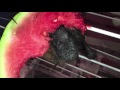 Baby bat eats watermelon:  this is Twiggy.