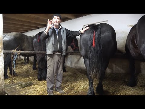 Caii lui Alin Blaga de la Corod, Satu Mare - 2022 Nou!!!