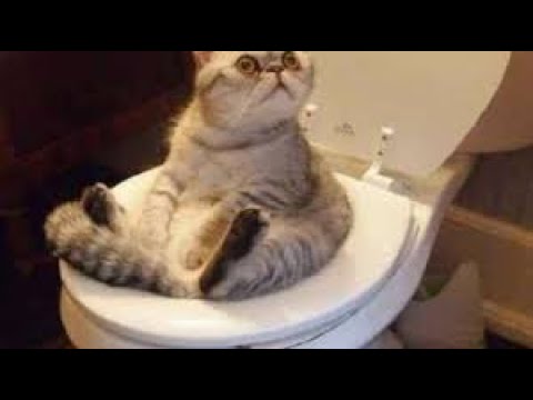 En Komik Kedi Videoları izle - Uzaylı Kediler