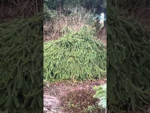 Yamina Rare Plants view & some plants