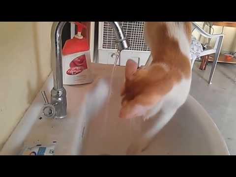 Cat playing with water