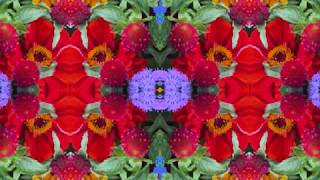 I Pity The Poor Immigrant (by Bob Dylan w/Rolling Thunder Tour live in NOLA &#39;76)