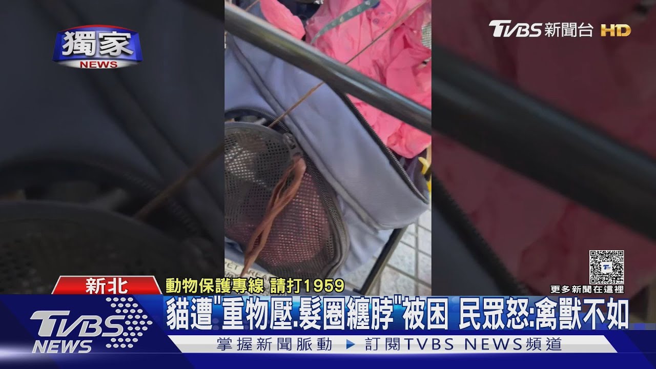 貓困推車「磚塊壓身髮圈纏脖」畫面曝 飼主辯詞惹眾怒