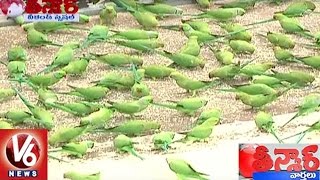 Birds Lover Feeds 800 Parrots Every Day In Visakha