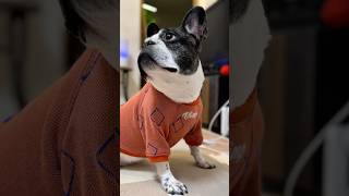愛犬フレブルのグッズだらけ？！同僚からのプレゼントが神すぎた😭