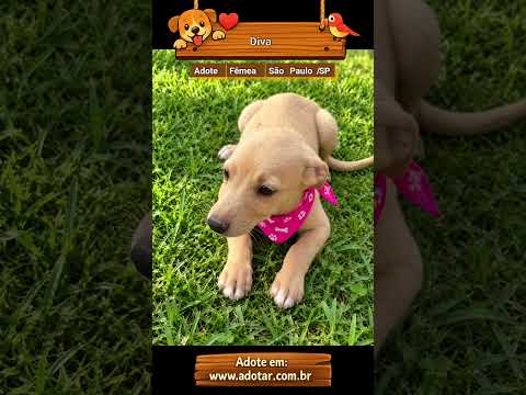 Vídeo de Diva