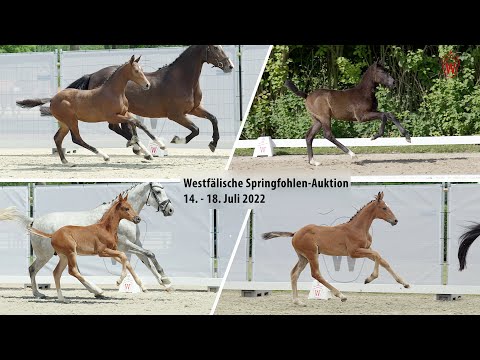Trailer Westfälische Springfohlen-Auktion 14. - 18. Juli 2022