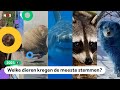 Dit vinden kinderen het dieren-nieuws van 2021