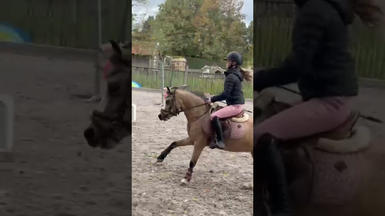 Zeemeeuws Star video 4