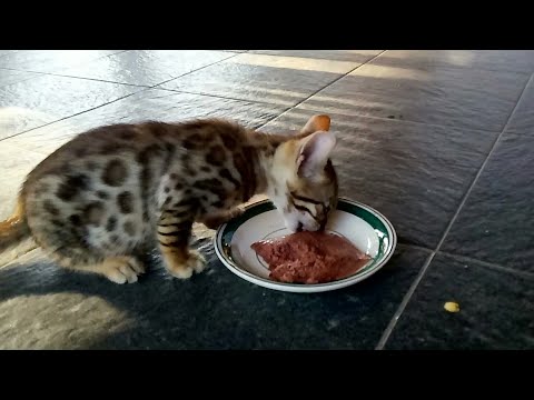 The first kitten to eat wet food