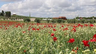 Actividades en Parque Toledo 2º Trimestre 2018