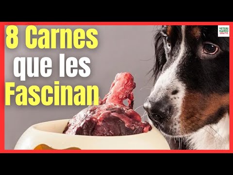 💝 WHAT 8 TYPES OF MEAT ARE THE BEST FOR DOGS? 💝