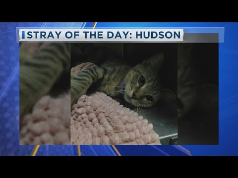 Stray Of The Day 9-22-25: Hudson - YouTube