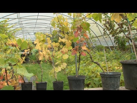 , title : 'Cultiver une vigne sur un balcon'