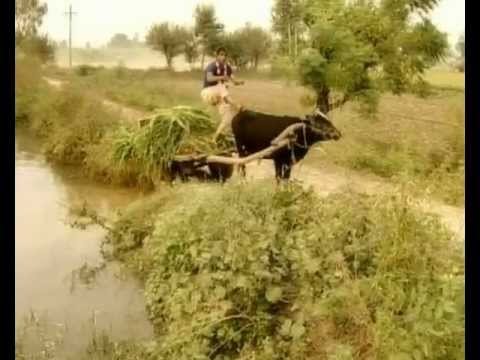 Fas Gayi Reda — watch video
