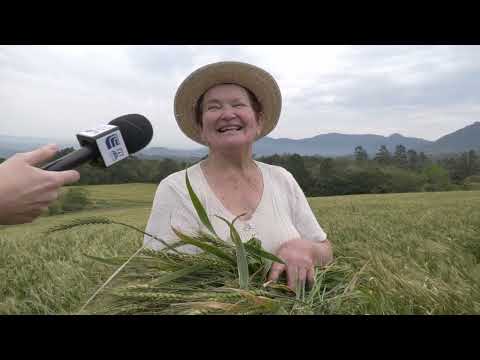 Em Nova Hartz, uma família de produtores de leite aposta no trigo duplo propósito - Rio Grande Rural