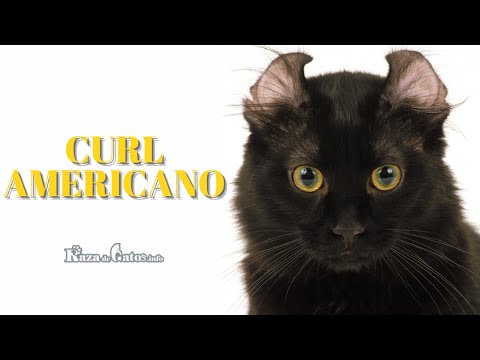 The American Curl Cat 😻 in Detail (English subtitles)