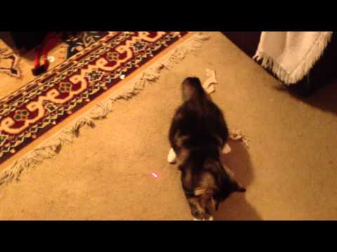 Cat chases light but much to my surprise it's more fun with a dog!