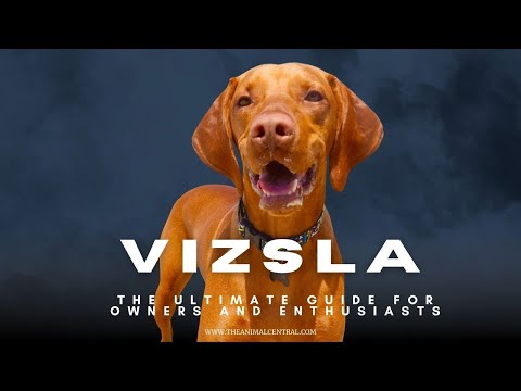 Meet The Vizsla - The Most Athletic Dog You Never Knew About!