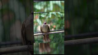 Download lagu Detik detik pergantian mode buka ekor 🔥#kapastembak #burungkicau #kapastembakgacor #masteranburung mp3