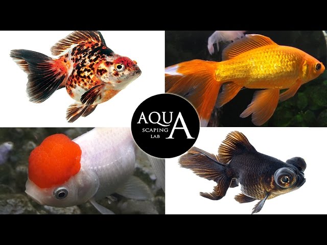 Video Aussprache von carassius auratus in Englisch