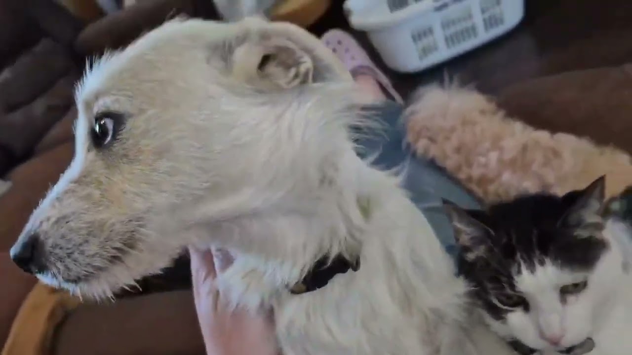 Enlarge Kiwi, an adopted mixed breed in Boulder, CO video 2/5