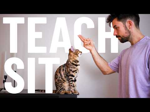 How to Teach Your Cat to SIT - for BEGINNERS - Easy Step-by-Step