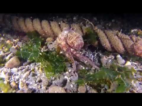 Rare Wild and Domestic Animals